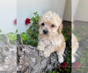 Poodle (Miniature) Puppy for sale in BALDWIN PARK, CA, USA