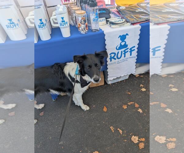 Medium Photo #2 Border Collie-Unknown Mix Puppy For Sale in Garner, NC, USA