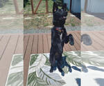 Small #2 German Shepherd Dog