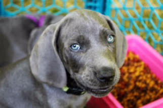 Weimaraner Puppy for sale in BAILEY, MI, USA