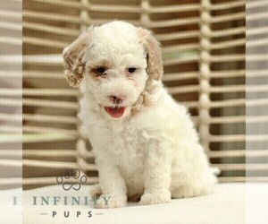 Goldendoodle (Miniature) Puppy for sale in LANCASTER, PA, USA