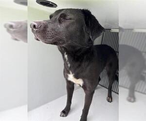 Labrador Retriever Dogs for adoption in Houston, TX, USA