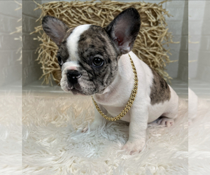 French Bulldog Dog for Adoption in MBORO, Tennessee USA