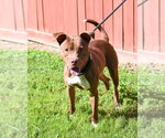 Small Photo #9 Labrador Retriever-Unknown Mix Puppy For Sale in Glen Allen, VA, USA