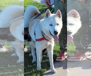 Nikes - Male Siberian Husky Dog for Adoption - Photo #3