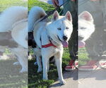 Small #4 Siberian Husky