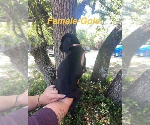 Medium Photo #3 Great Dane Puppy For Sale in FORT DENAUD, FL, USA