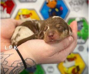 Dachshund Puppy for sale in WINNSBORO, LA, USA