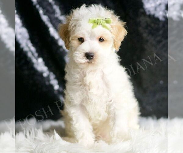Medium Photo #2 Maltipoo (Miniature) Puppy For Sale in WARSAW, IN, USA