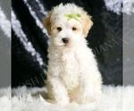 Small #1 Maltipoo (Miniature)