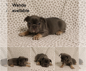 French Bulldog Puppy for sale in MANCHESTER, MI, USA