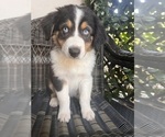 Puppy 4 Australian Shepherd