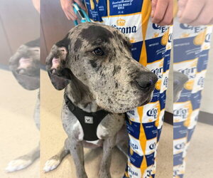 Great Dane Dogs for adoption in Bullard, TX, USA