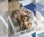 Image preview for Ad Listing. Nickname: Litter of 11