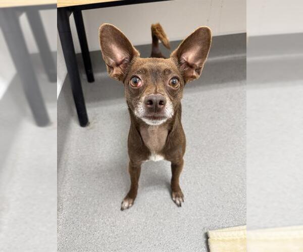 Medium Photo #11 Chihuahua-Unknown Mix Puppy For Sale in San Francisco, CA, USA