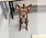 Small #10 Chihuahua Mix