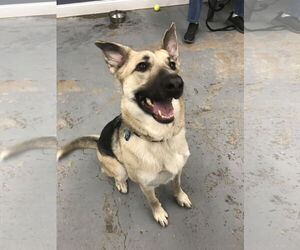 German Shepherd Dog-Unknown Mix Dogs for adoption in Minneapolis, MN, USA