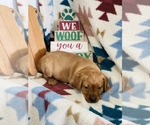 Small Photo #5 Labrador Retriever Puppy For Sale in RICHLAND, IA, USA