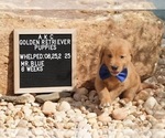 Small #8 Golden Retriever