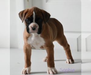 Boxer Puppy for sale in SHIPSHEWANA, IN, USA