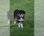 Small Photo #1 Australian Shepherd Puppy For Sale in DANVILLE, AR, USA