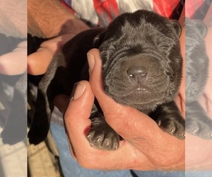 Labrador Retriever Puppy for sale in OSYKA, MS, USA