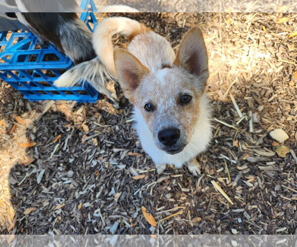 Medium Photo #3 Mutt Puppy For Sale in Paso Robles, CA, USA