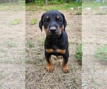 Puppy 2 Blue Doberman Pinscher