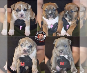 American Bully Litter for sale in PEACHTREE CORNERS, GA, USA