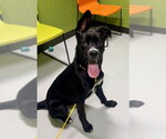 Small #2 Boxer Mix