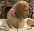 Small Photo #4 Goldendoodle Puppy For Sale in EAST ELLIJAY, GA, USA