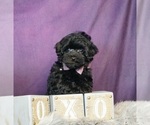Small Photo #2 Poo-Ton Puppy For Sale in WARSAW, IN, USA