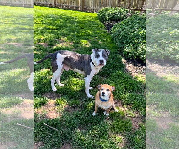 Medium Photo #2 Mutt Puppy For Sale in Doylestown, PA, USA