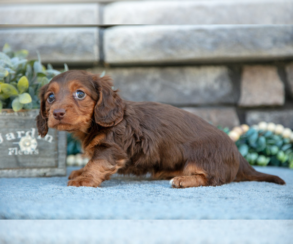 Medium Photo #2 Dachshund Puppy For Sale in SUGARCREEK, OH, USA