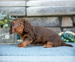 Small #1 Dachshund