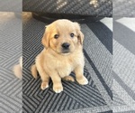Small #2 Golden Retriever