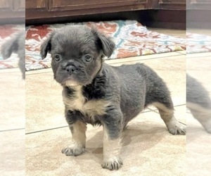 French Bulldog Puppy for sale in CHARLOTTESVILLE, VA, USA