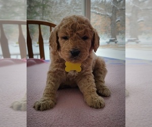 Goldendoodle Puppy for sale in WHITE CLOUD, MI, USA