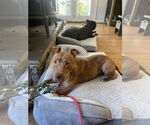 Small #16 American Pit Bull Terrier Mix