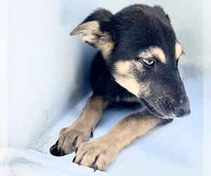 Doberman Pinscher-German Shepherd Dog Mix Dogs for adoption in Houston, TX, USA