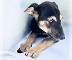 Small Doberman Pinscher-German Shepherd Dog Mix