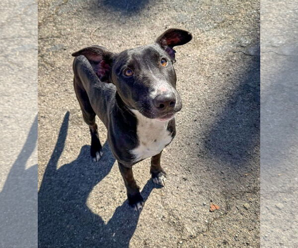 Medium Photo #7 Labrador Retriever-Unknown Mix Puppy For Sale in San Diego, CA, USA
