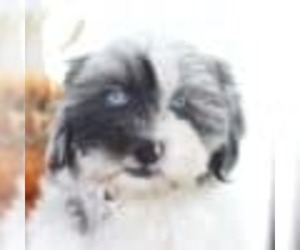 Zuchon Puppy for sale in RED LION, PA, USA