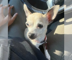 Chihuahua Dog for Adoption in Spring Lake, North Carolina USA