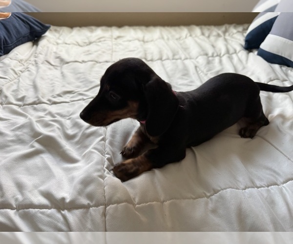 Medium Photo #2 Dachshund Puppy For Sale in TRACY, CA, USA