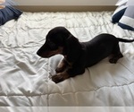 Small #1 Dachshund