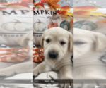 Puppy 5 English Cream Golden Retriever-Labrador Retriever Mix