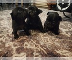 Small #13 French Bulldog