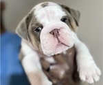 Puppy 2 English Bulldog
