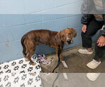 Small Photo #2 Mutt Puppy For Sale in Evansville, IN, USA